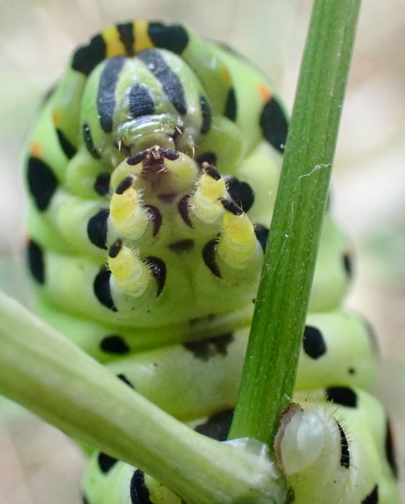 Face of kiageha caterpillar. The face is onigiri shaped with black lines on green. Small pair of eyes on ide. Six legs are held in prayer position. The legs are yellow-green with claws. The body is green with black and orange spots. A pair of proleg can be seen clasping the plant stalk.
