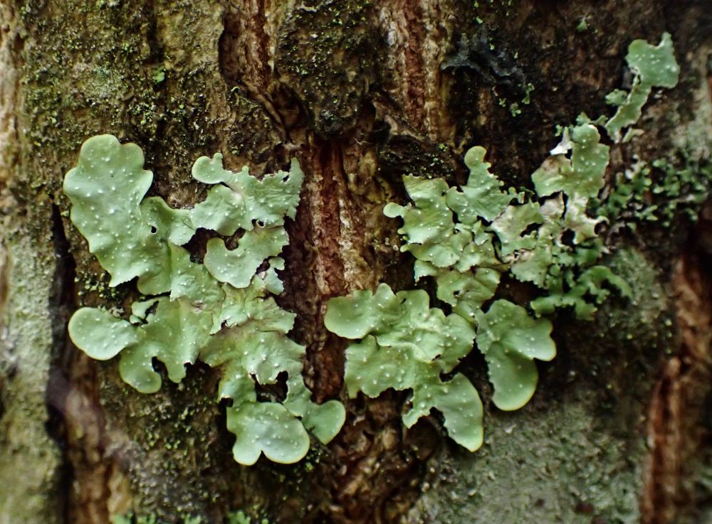 Colony of Punctelia lichen on tree. The central part of the colony is torn and sparse but individual lobes are intact.