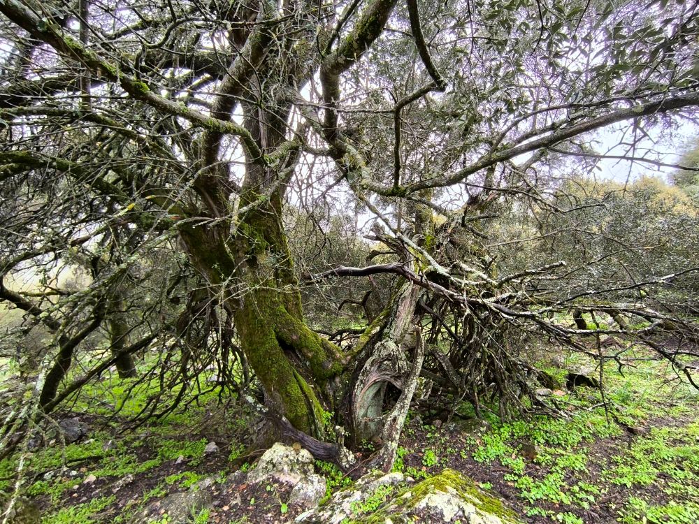 Impresionante acebuche veterano de peleas contra la meteorología con porte de árbol monumental. Un pasto verde lo rodea. Bruma al fondo
