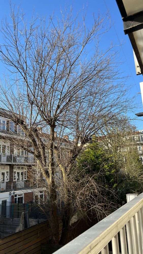 Vista desde un balcón de un árbol sin hojas (caduco) en un cdia sin nubes y soleado