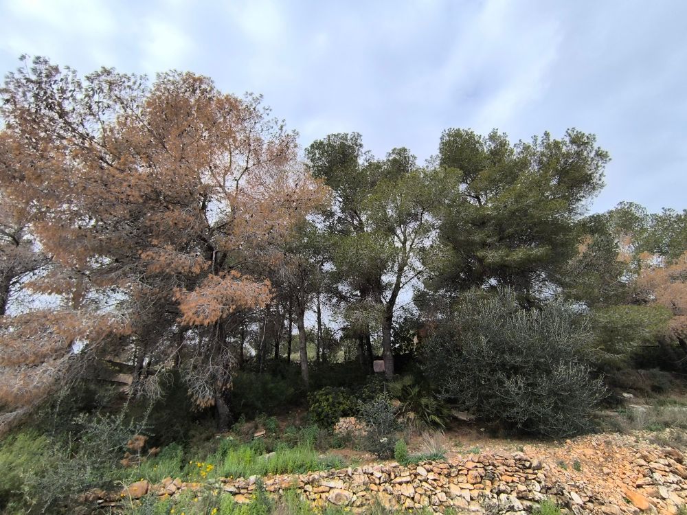 Bosquete de pinos con ejemplares aislados muertos o moribundos (de color marrón)