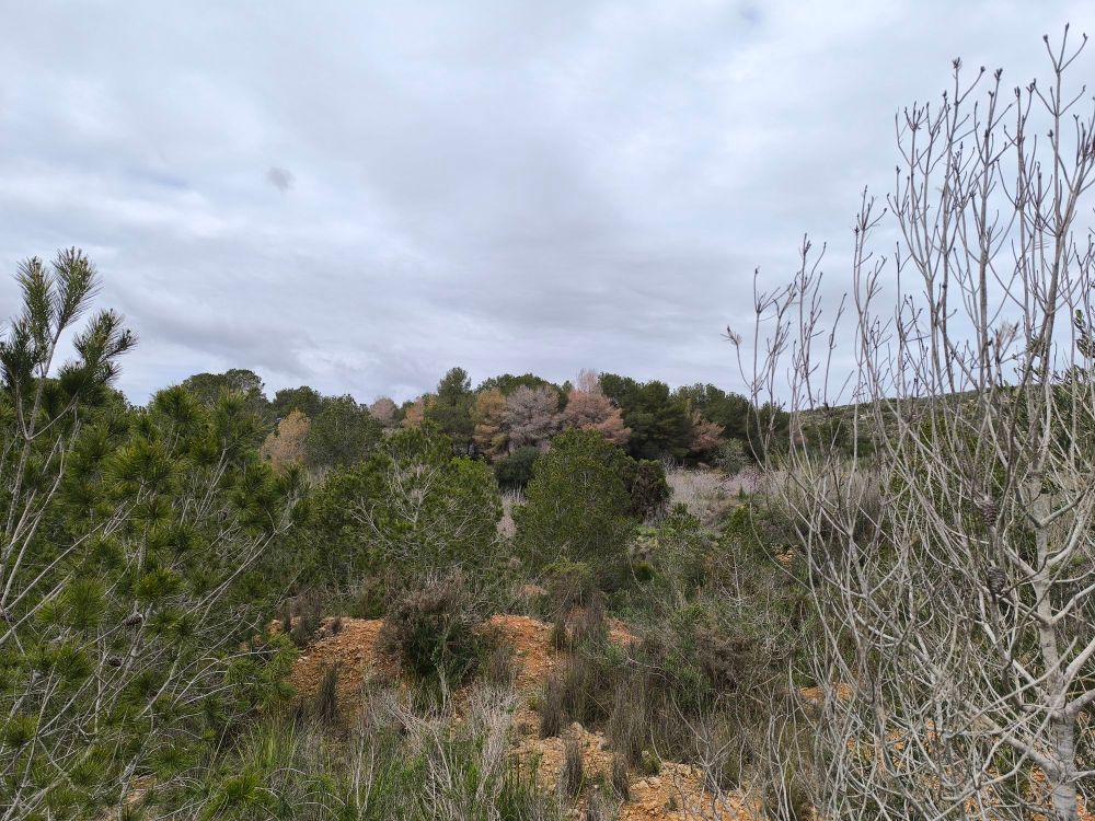 Bosquete de pinos con ejemplares aislados muertos o moribundos (de color marrón)