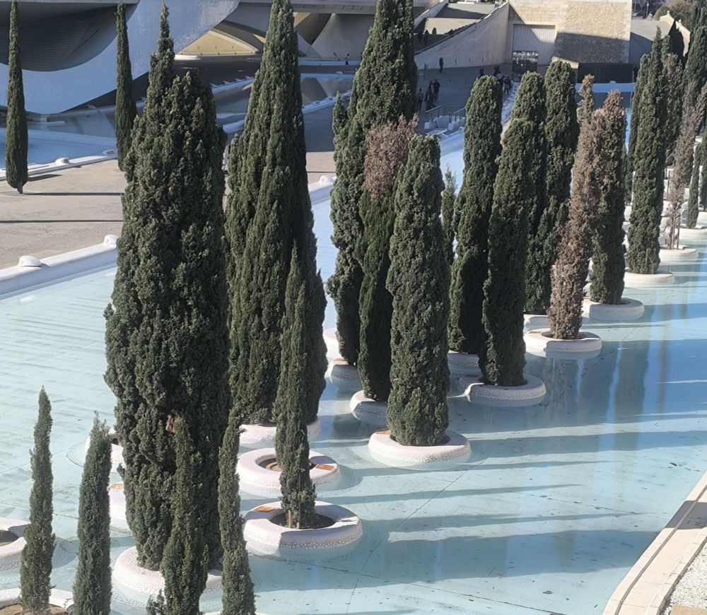 Multialineacion de cipreses con algunos muriendo y otros con enmarronamiento de sus acículas. Están plantados en los "occulus" del estanque del Palau de les Arts de Calatrava en Valencia 