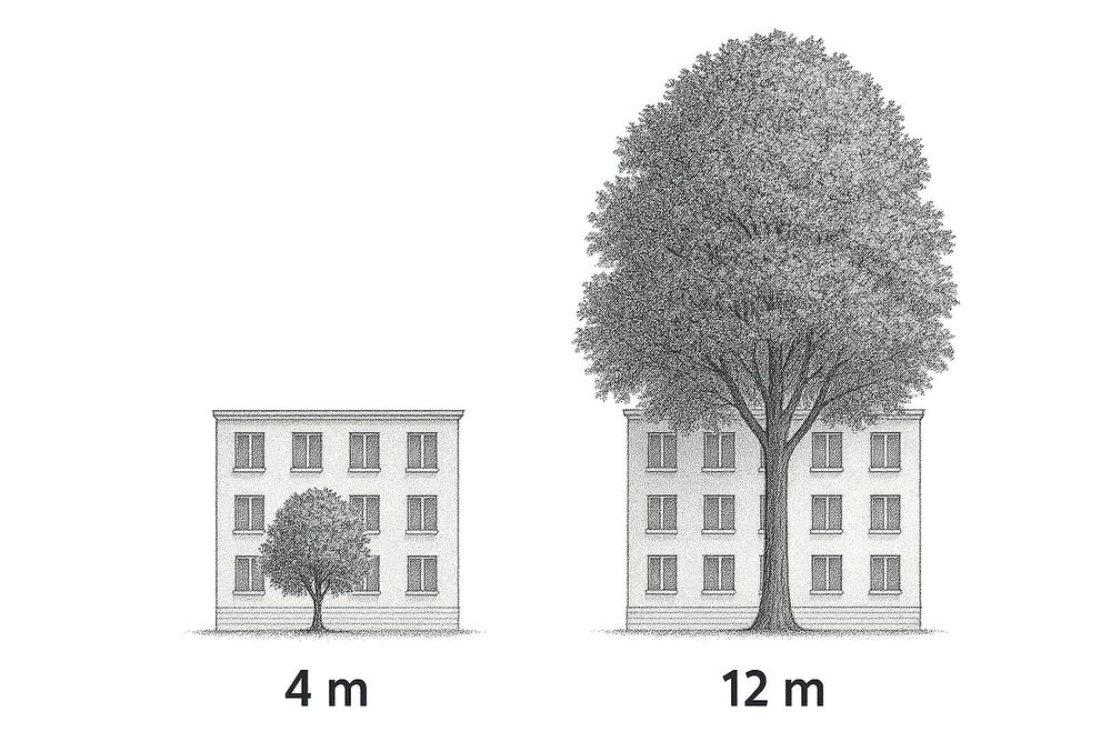 Sketch de dos árboles con el mismo edificio detrás. Uno es joven y mide 4 m y el otro es maduro y mide 12 m