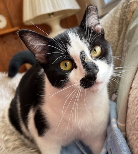Billie the almost Tuxedo kitten trying to con me outta a third breakfast!