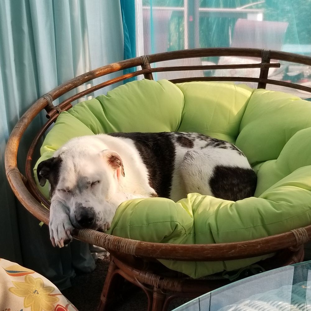 White and brindle dog lying in a papasan chair with a lime green cushion, blue curtains in the background. 