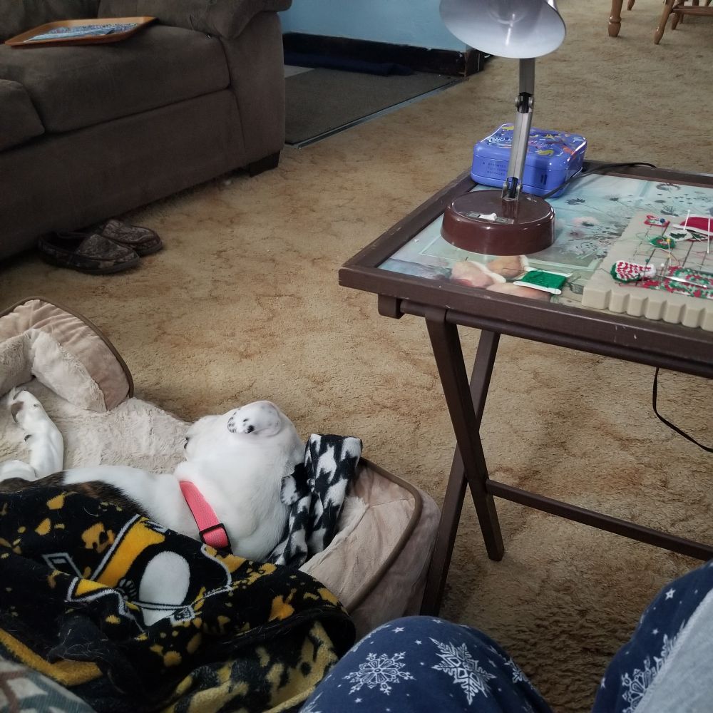 Dog sleeping in bed covered with a Pittsburgh Penguins blanket below a tray table with microcrochet and lamp.