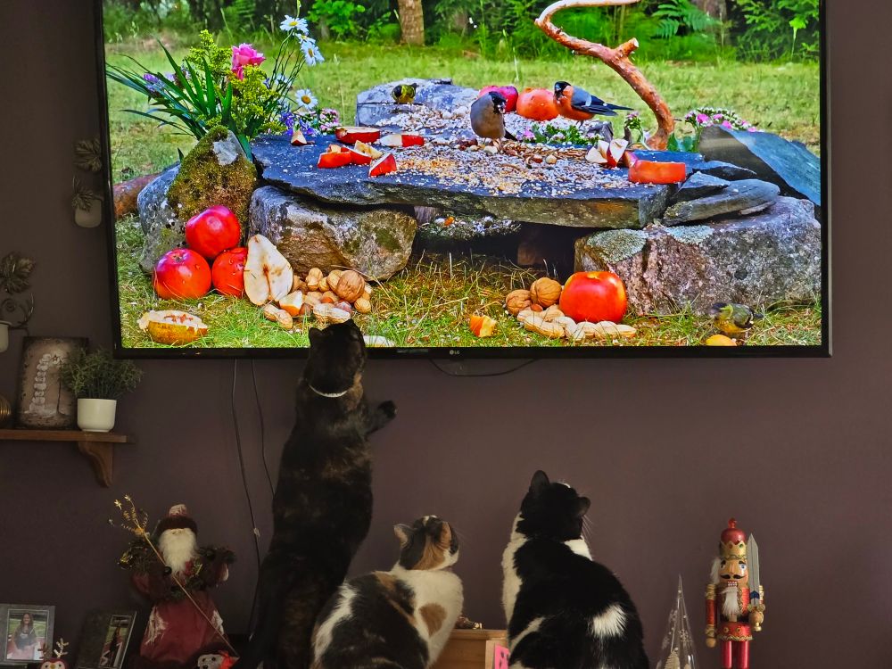a TV showing birds eating seed off a stone formation. three cats sit underneath, watching in a hypnotic state. one of standing on her back legs for a closer view