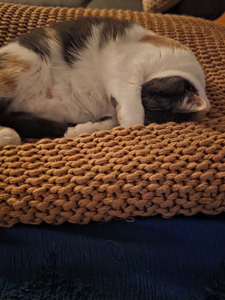 a dilute calico cat sleeping on a blanket with her paw over her eyes