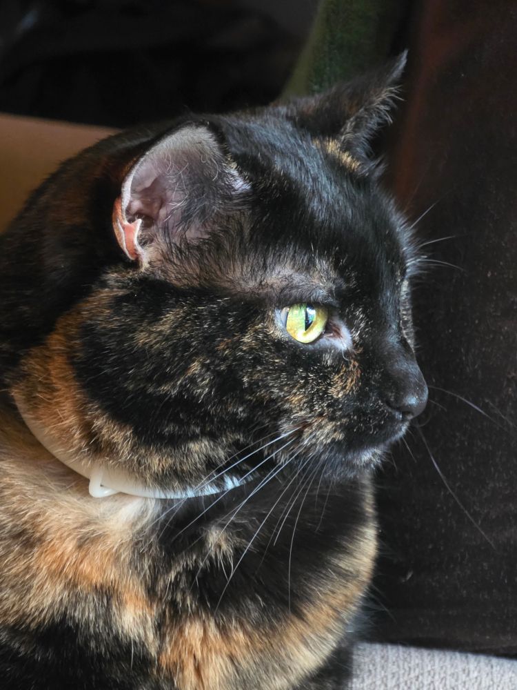 a tortiseshell cat with bright eyes watches intently out the window