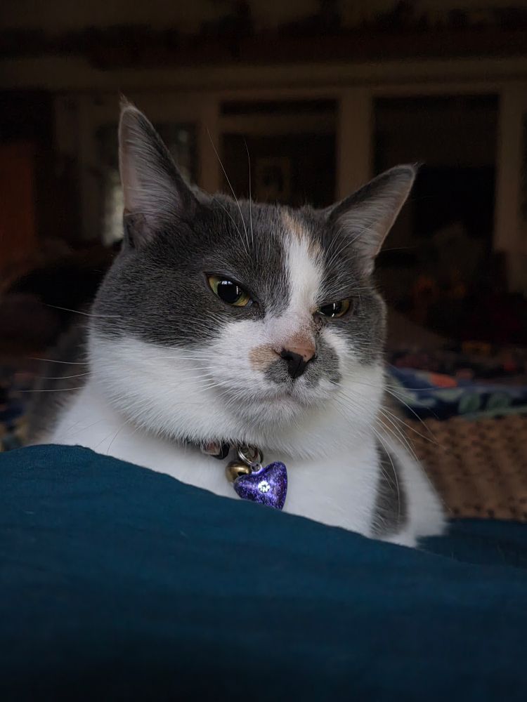 a dilute calico cat laying on a Chris shaped lump making a face like she has just been exposed to a NYT op-ed page