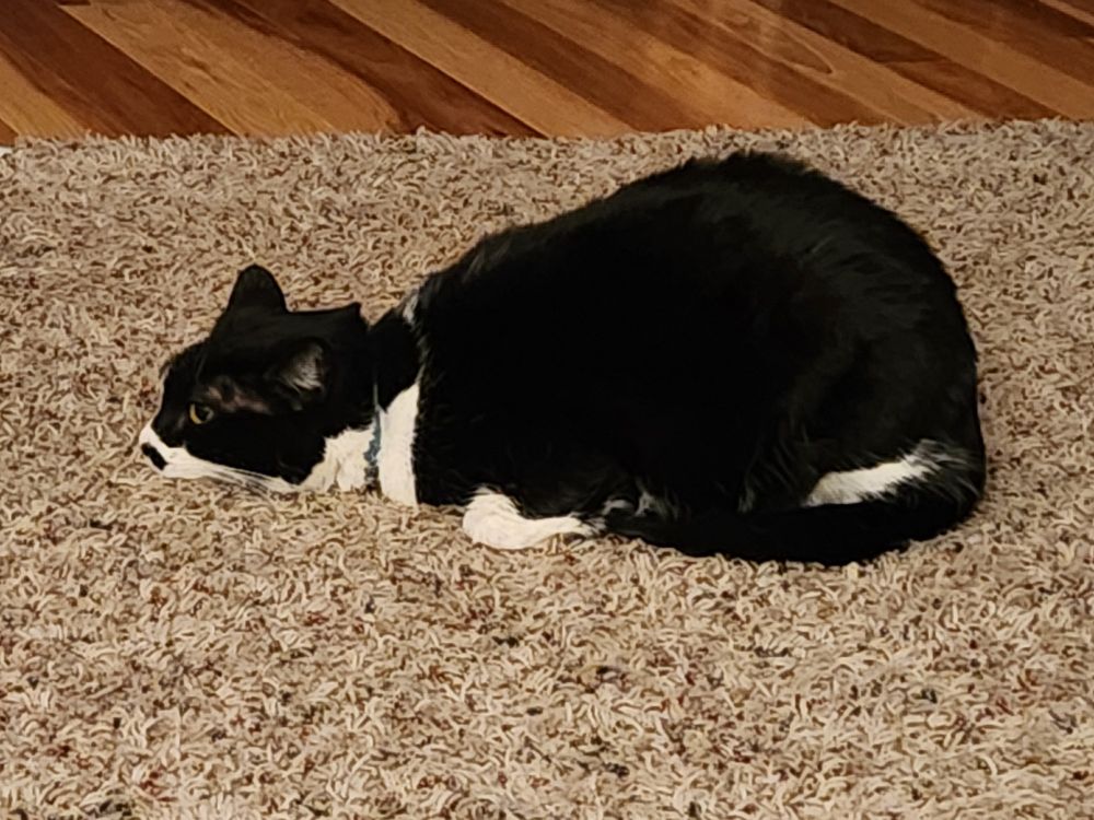 Banjo, a black and white tuxedo cat. she lays on a tan colored rug trying to flatten herself