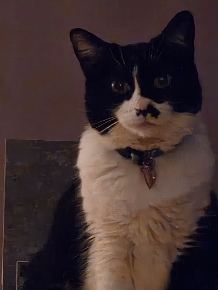 Banjo, a black and white tuxedo cat with a pink nose and a little black mustache gazes demurely just past the camera 