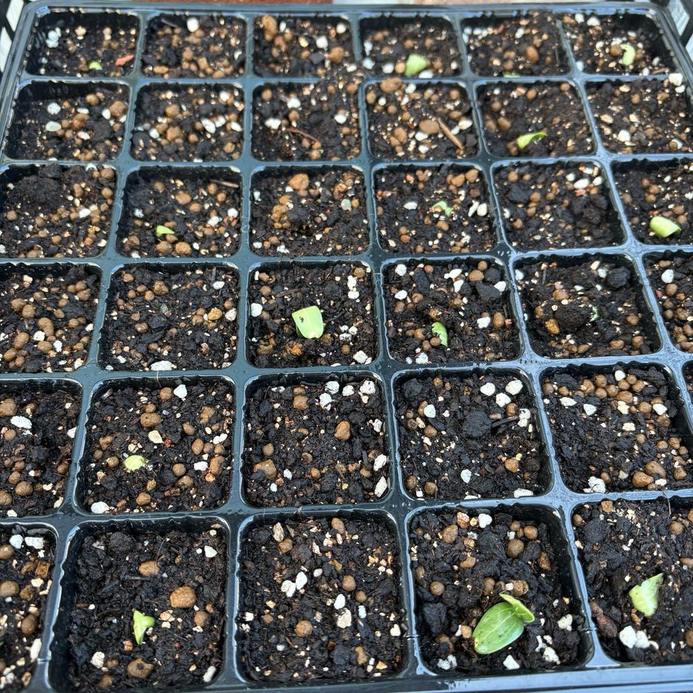 ぽつぽつと芽が出始めた、ヘチマの種を植えたトレー