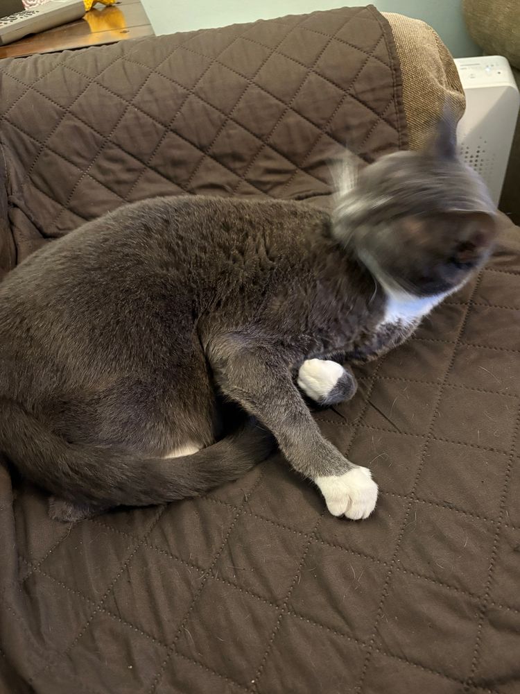 A grey and white cat cleaning herself 