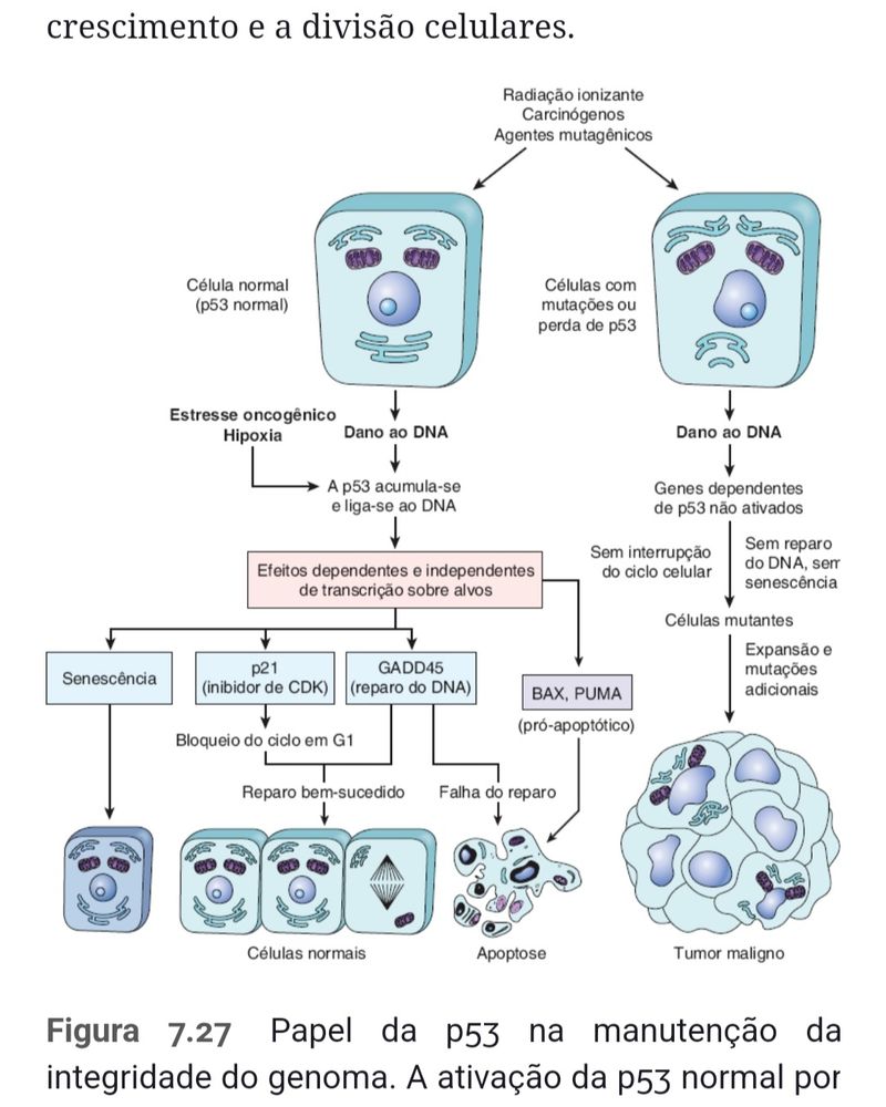 Figura demonstrando o papel de uma proteína na manutenção da integridade do genoma.
As células normais foram desenhadas semelhante a um rosto feliz e as células mutadas lembram um rosto triste. 