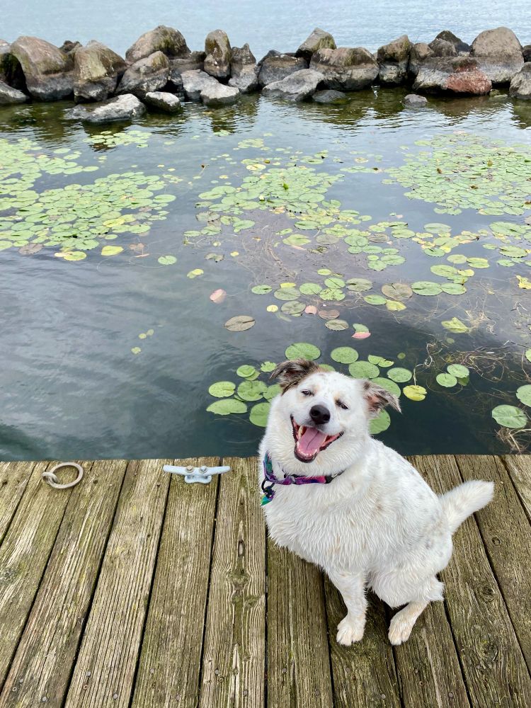 My dog sitting on a pier with waterlilies in the background 