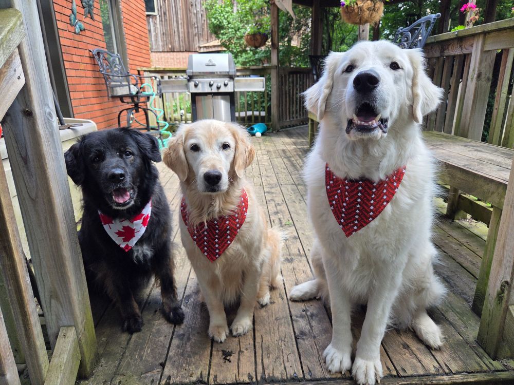 Three large fluffy dogs in Canada-themed bandanas.