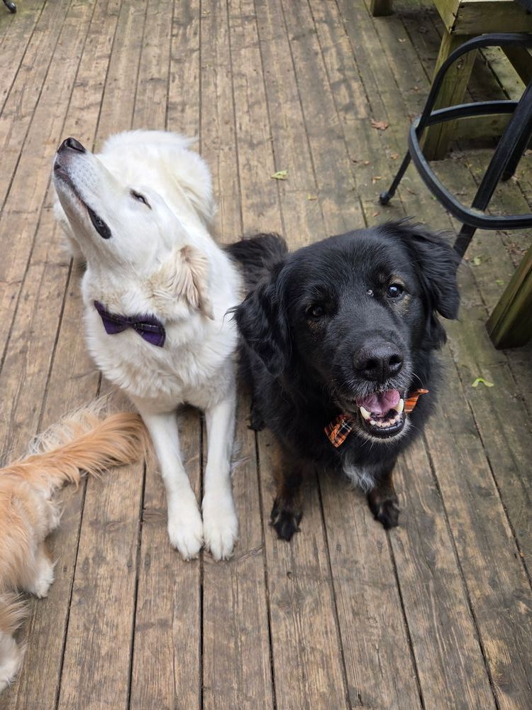 two large fluffy dogs in bowties. the white dog has her nose in the air doing a big sniff and the black dog has a happy smile.