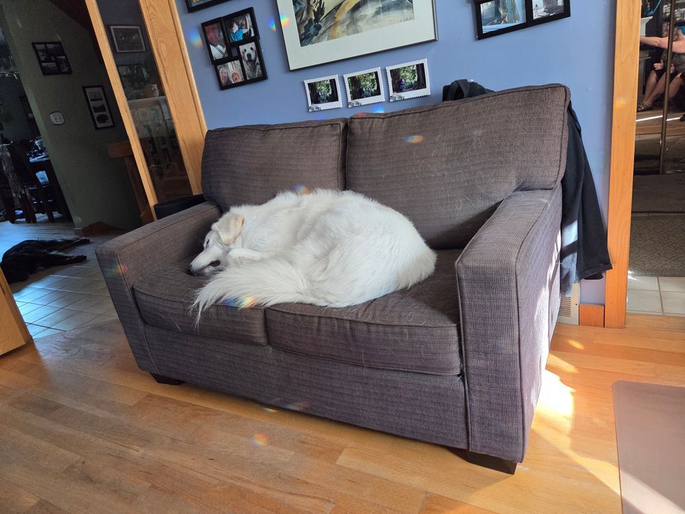 a large fluffy white dog curled up sleeping on a brown couch.
