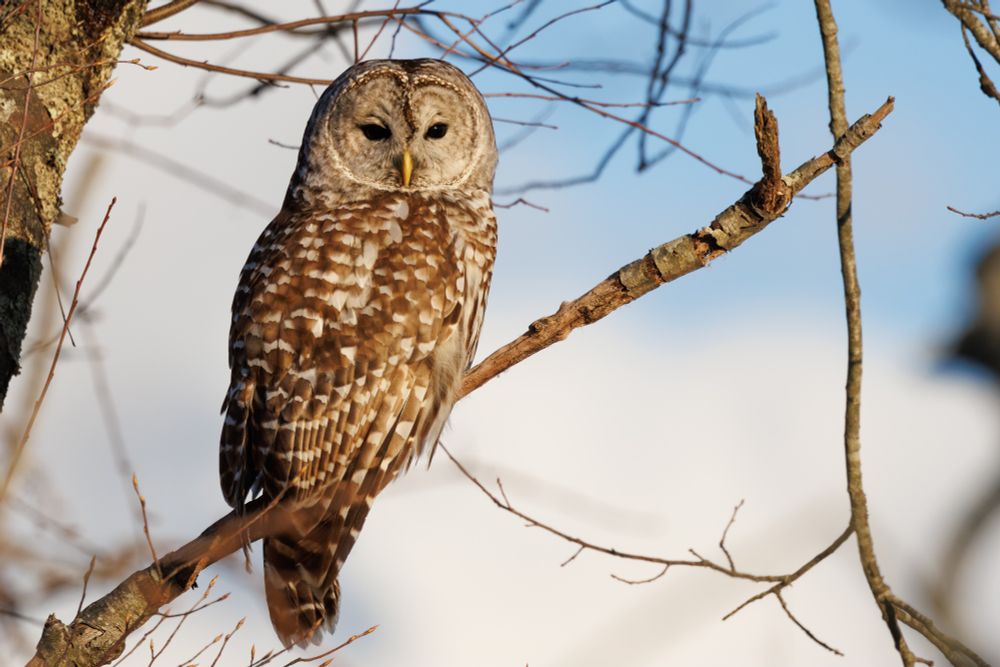 A photo of a Barred Owl. The owl is facing the camera. The owl is sitting on a dead branch that extends at about a 35 degree angle. There are various twigs in the frame, mostly in the background. The distant background is blurry with white clouds and blue sky. The owl has a slight golden-hour glow.
