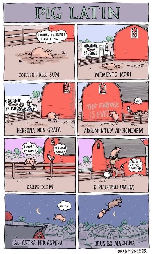Latin phrases' meaning illustrated with a pig.