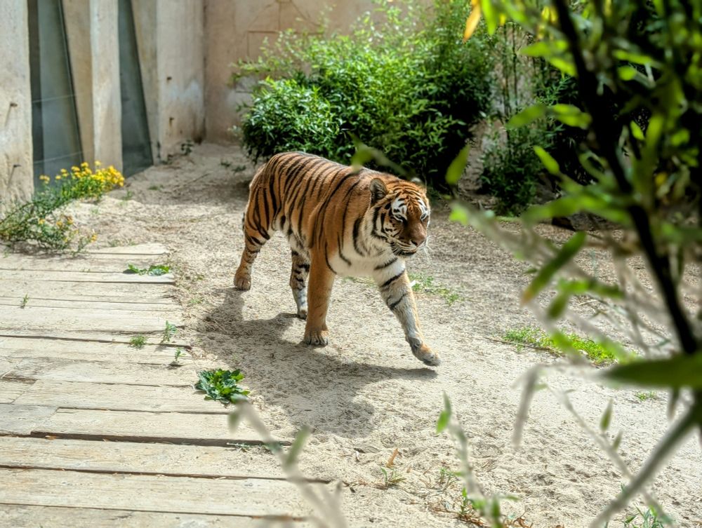 A tiger on her morning stroll