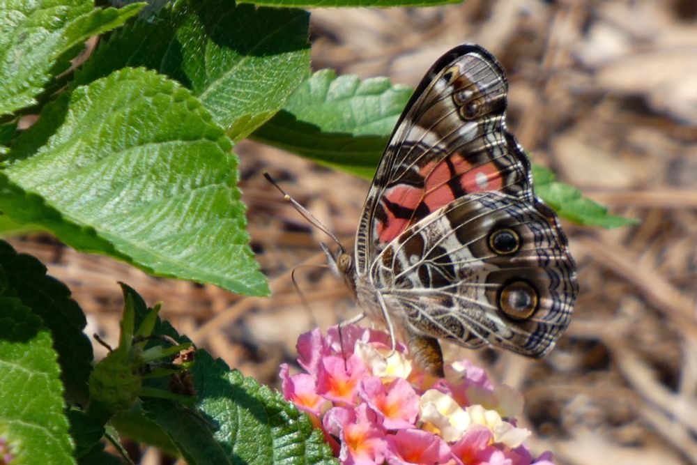 A side view of a painted lady butterfly. There are two eyespots on the lower and upper wings with a flash of pink in the middle. 