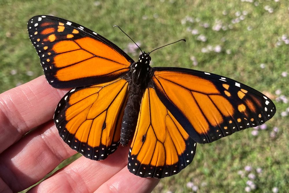 A male monarch butterfly resting on a hand with wings spread out. 