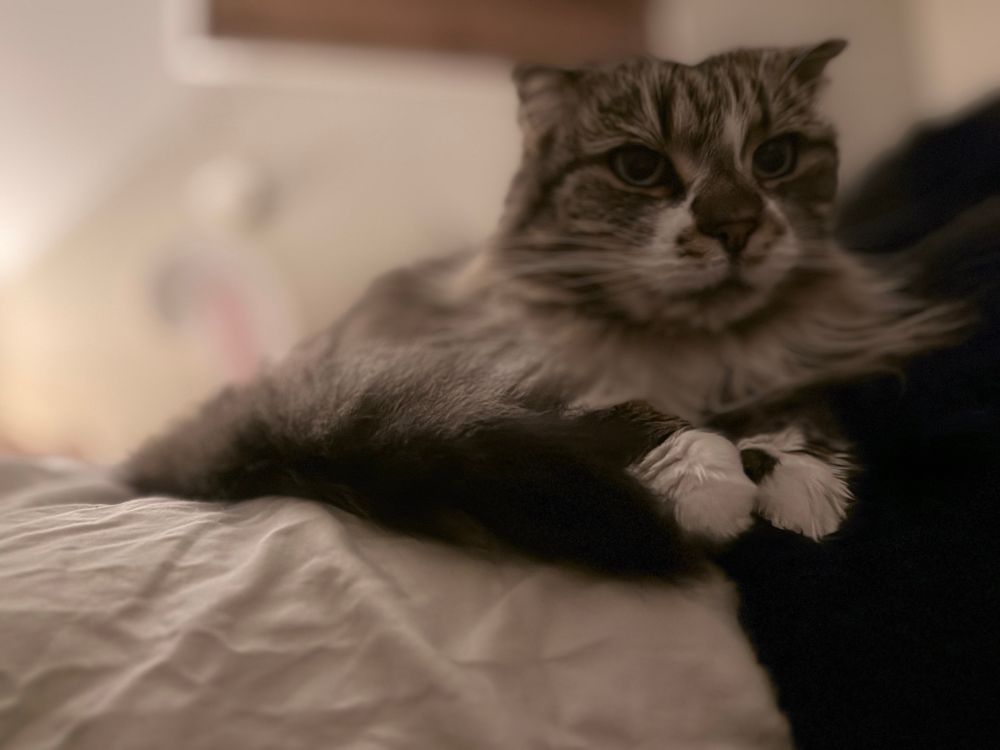 A photo of my cat, Sparrow.