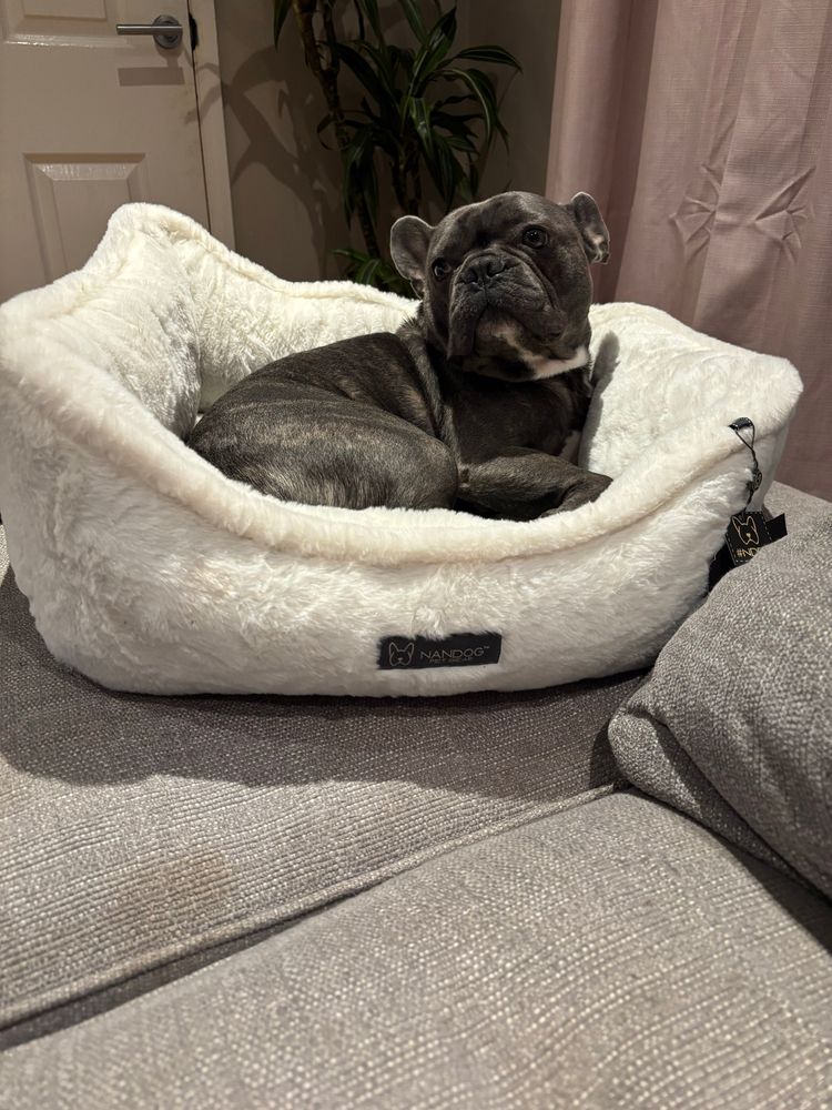 Frenchie sat in dog bed 