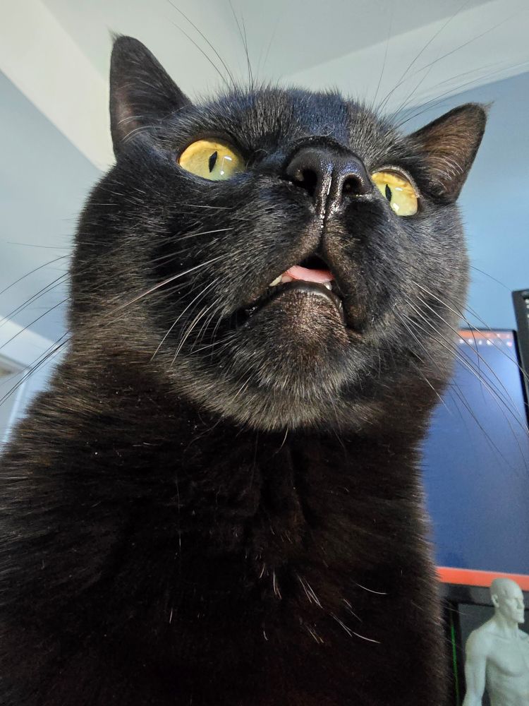 Black cat with a derpy-ass look that is a combo of blep and mouth breathing idiocy. 
