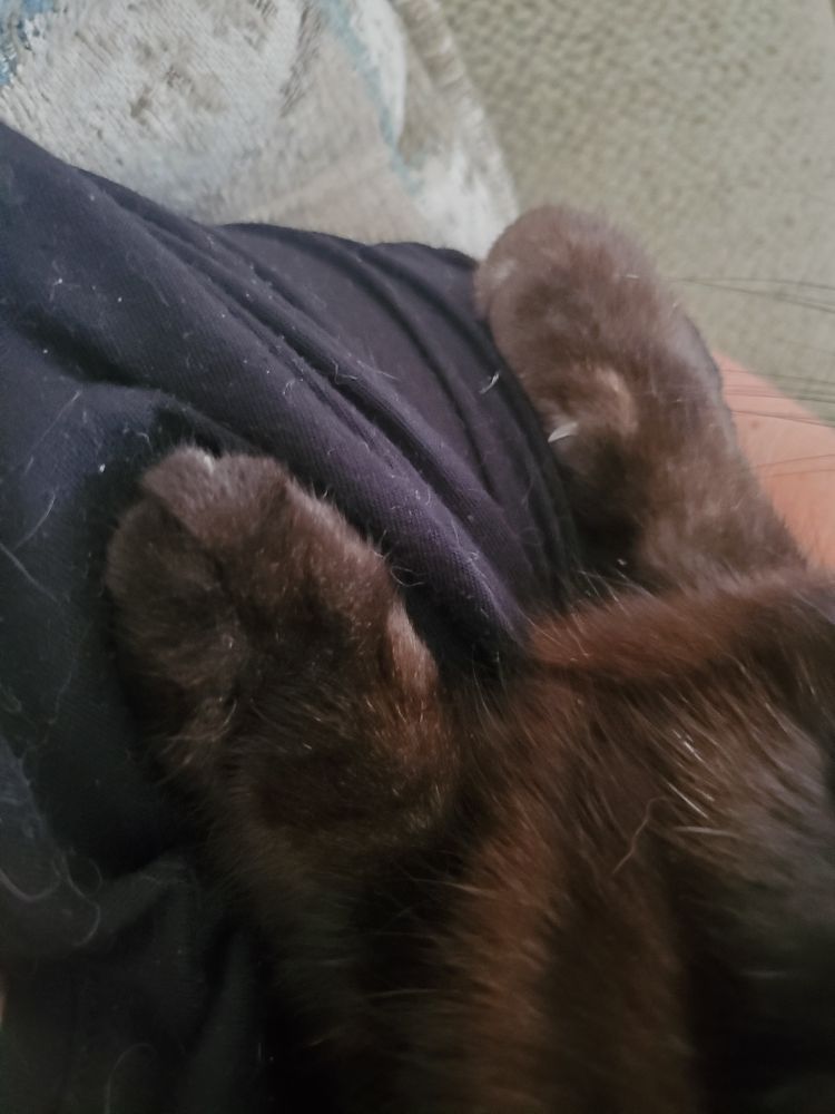 two cat feet on my upper arm