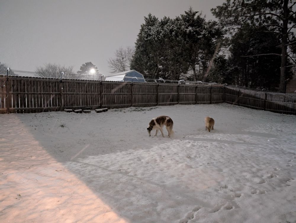 Borzoi and Golden Retriever in snow covered yard. 