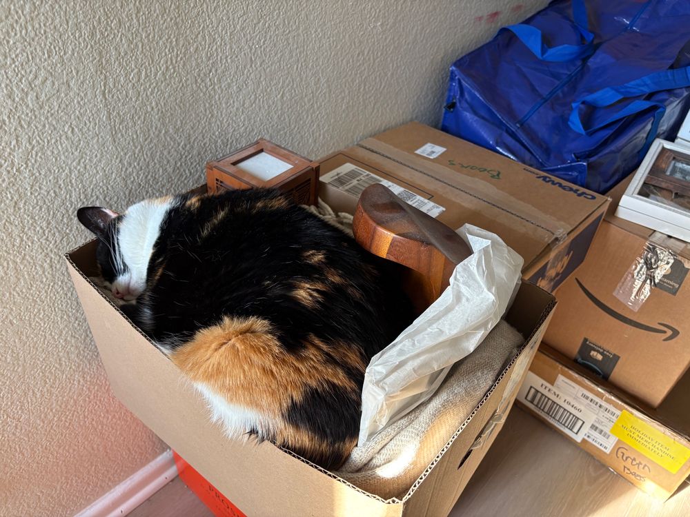 a calico cat tucked very nearly into a box clearly packed to move 