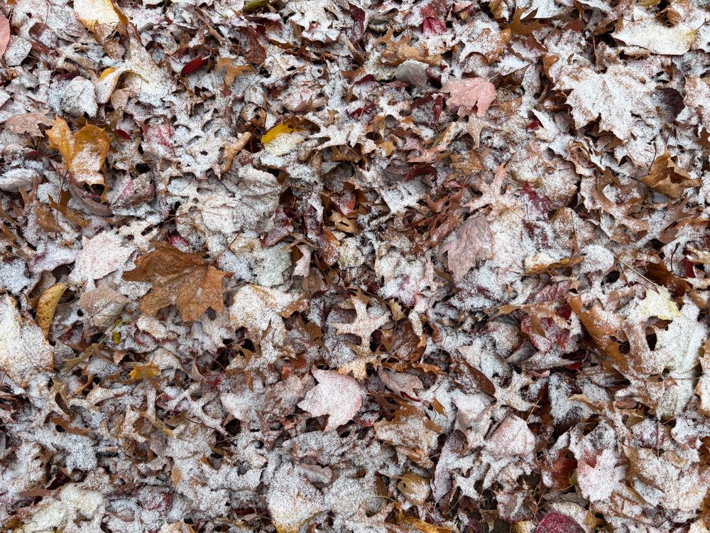Ice and snow covered brown leaves on the ground
