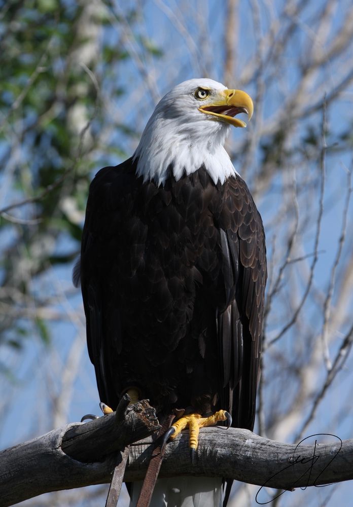 Photo of a bald eagle sitting on a branch. You can see it’s talons and it’s handler’s reins. 
