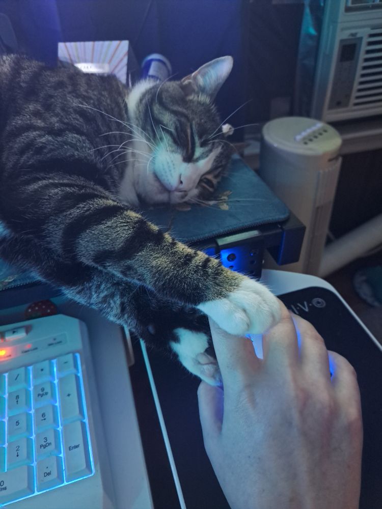 Tabby cat sleeping on the desk. Two front paws wrapped around a right index finger hovering over a computer mouse.