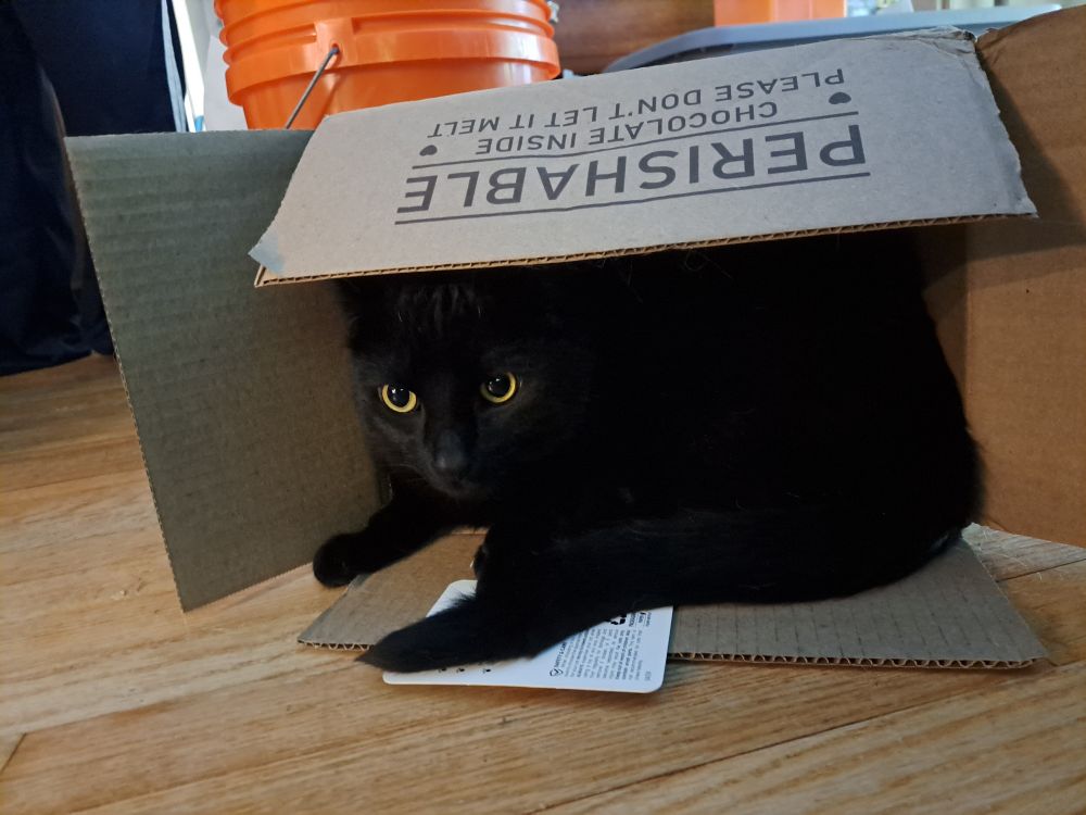 A black cat curled up in a box. The cat looks like he was formed from the darkness itself and is slowly oozing out. Two golden eyes stare out under the flap.