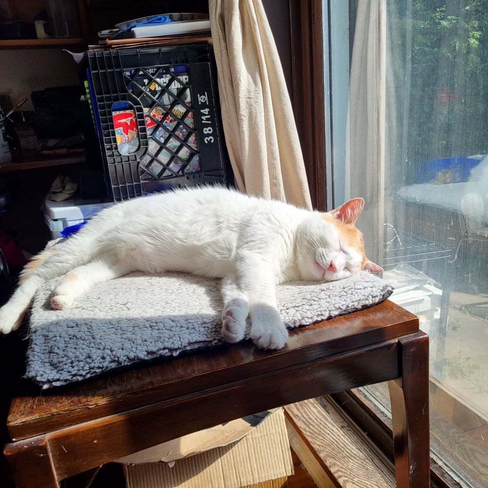 A white and ginger cat lying on a table in the sunlight 