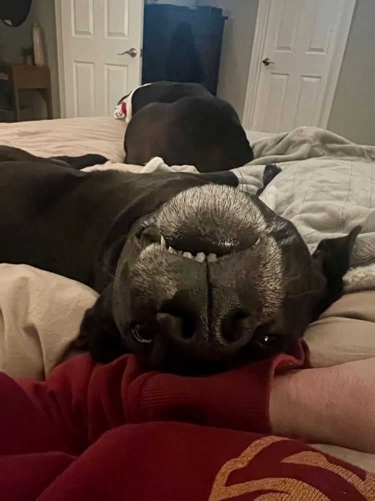 a black dog looking at you while upside down  
