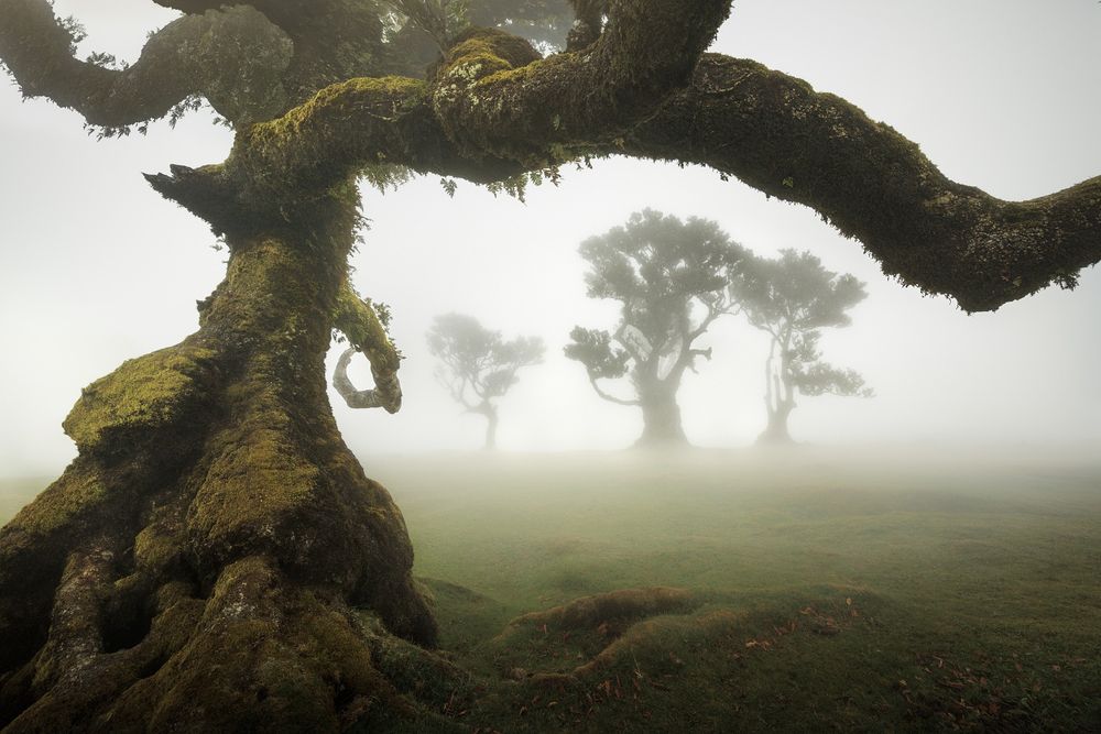 Laurel forest in the Fanal area on the island of Madeira. Up to 600-year-old laurel trees of interesting shapes covered in moss emerge from the mist (Fanal, Madeira, Portugal). 