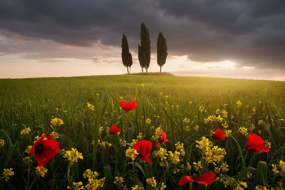 A photo from blooming spring Tuscany. Italy. 