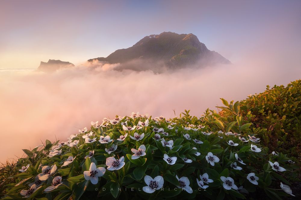 Summer midnight sun over a bay in the northern Norway region (Lofoten). I was in low clouds most of the time, but finally I got a moment and one of the mountain peaks peeked out from the cloud.