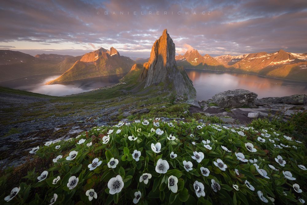 View of Segla mountain on Senja island in northern Norway during the midnight sun. Small white flowers blooming in the foreground.