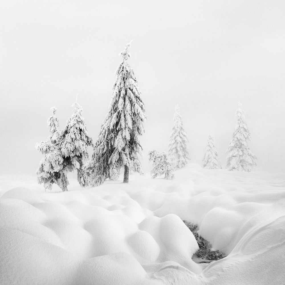 Minimalist black and white photo of a winter landscape with a few trees. Ore Mountains area in the north of the Czech Republic. 