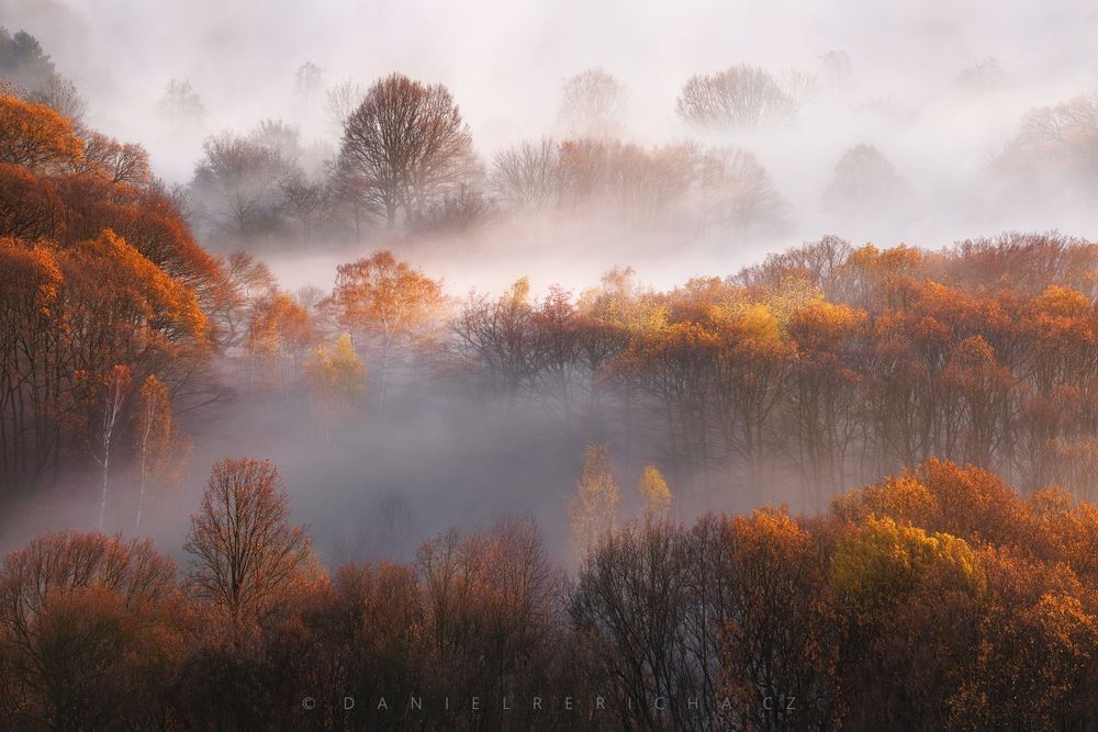 Autumn forest in the fog. 