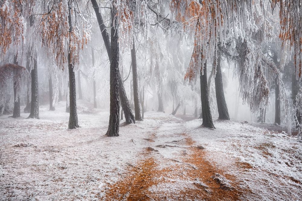 Autumn forest