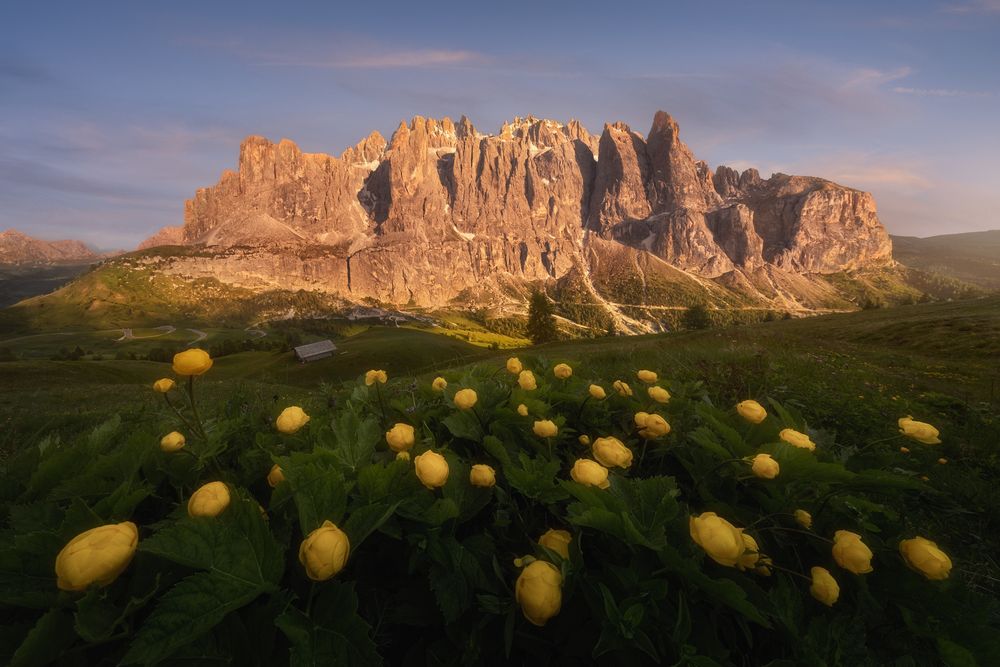 Blooming Alpine meadow and Sella mountain peaks illuminated by the evening sun. Summer Dolomites (northern Italy).