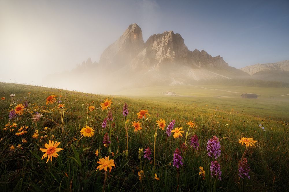 A foggy summer morning in the blooming Dolomites in northern Italy. In the foreground is a blooming alpine meadow and in the background a mountain peak emerges from the fog.